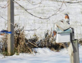 Reader Wendy Hinch photographed this family of bluebirds in her back yard on Murvale Rd in South Frontenac.